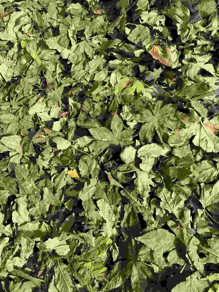 qualité feuille de framboise usine
