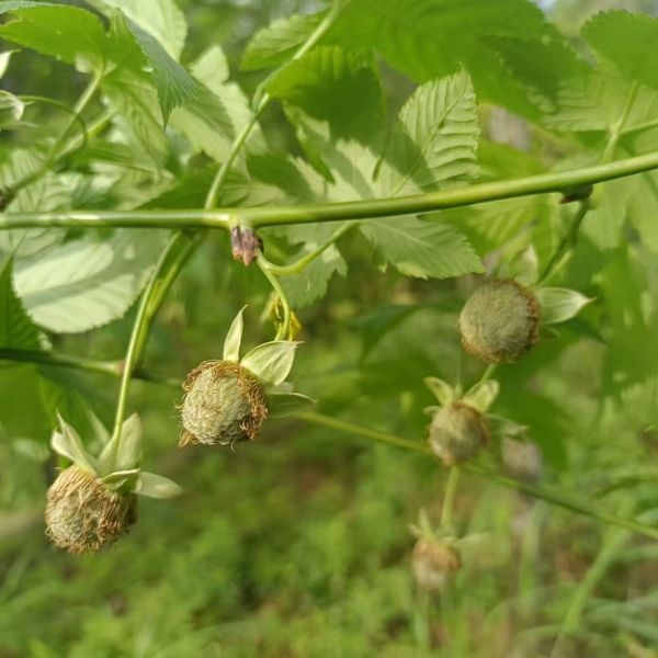 qualité feuille de framboise usine