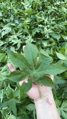 Blackberry Leaf Natural Sweetener with High Sweetness, Widely Used in Drink, Food, Health Care, Beauty, Medicine