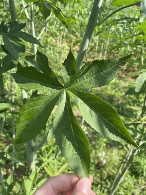 Organic Herbal Leaf Red Raspberry Leaves Tea Raspberry Leaf Dried Whole for Sale