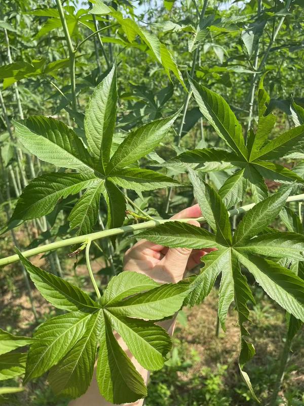 Natural Dried Raspberry Leaf Tea - Rubus Chingii Hu Loose Leaf (Fu Pen Zi) for Women Herbal Drinks