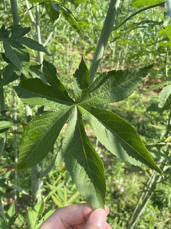 Organic Herbal Leaf Red Raspberry Leaves Tea Raspberry Leaf Dried Whole for Sale