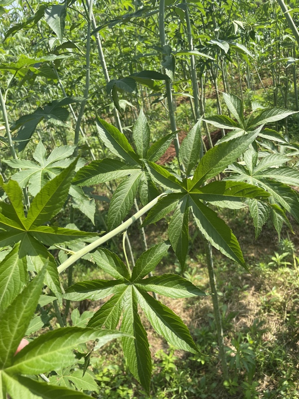 2026 Wholesale High Quality Dried Raspberry Leaf Tea Organic Blended Health Bagged Tea 20 Teabags No Additives Best Price