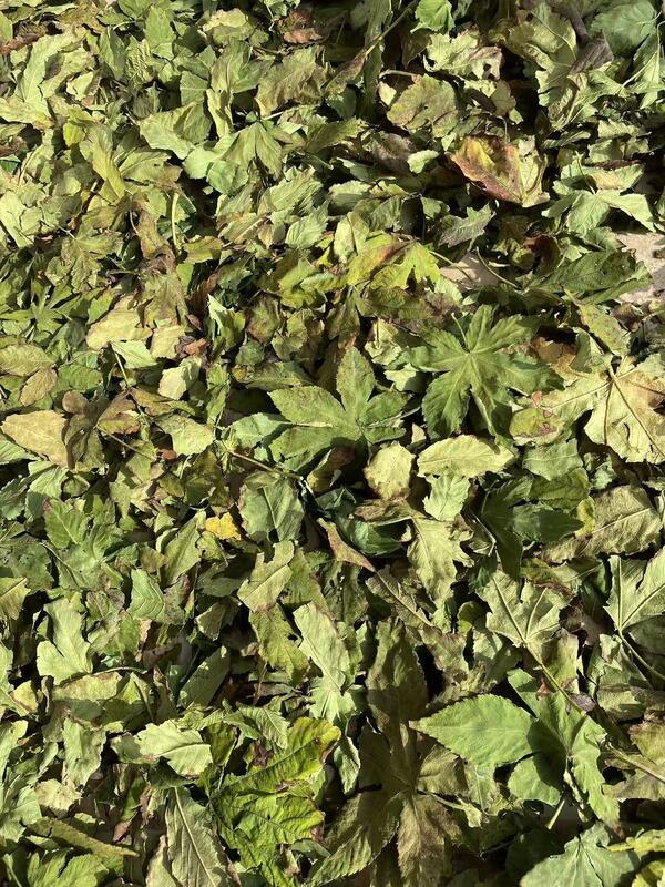 Sweet Blackberry Leaf known as Chineses blackberry leaf a natural low-calorie sweetener the best natural sugar substitute for everyone