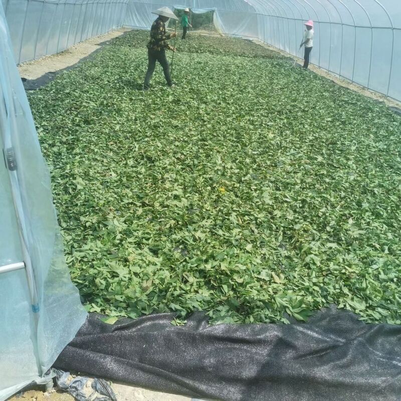 Sweet blackberry leaf extract – a natural low-calorie  and the healthiest natural sweetener
